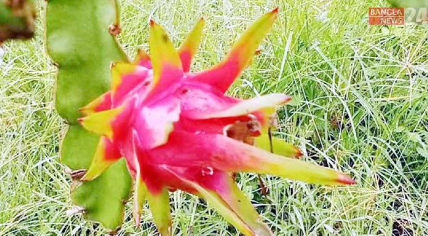 পুষ্টিগুণ ড্রাগন ফ্রুটের