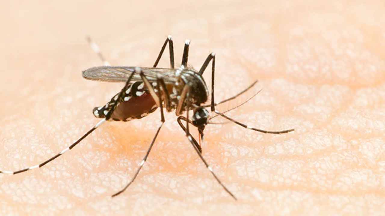 ডেঙ্গুর প্রথম ওষুধের ট্রায়ালে আশা জাগানিয়া সাফল্য