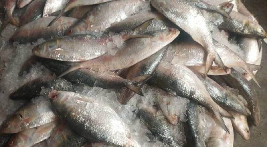 ঝাঁকে ঝাঁকে ইলিশ মিললেও দাম অনেক চড়া