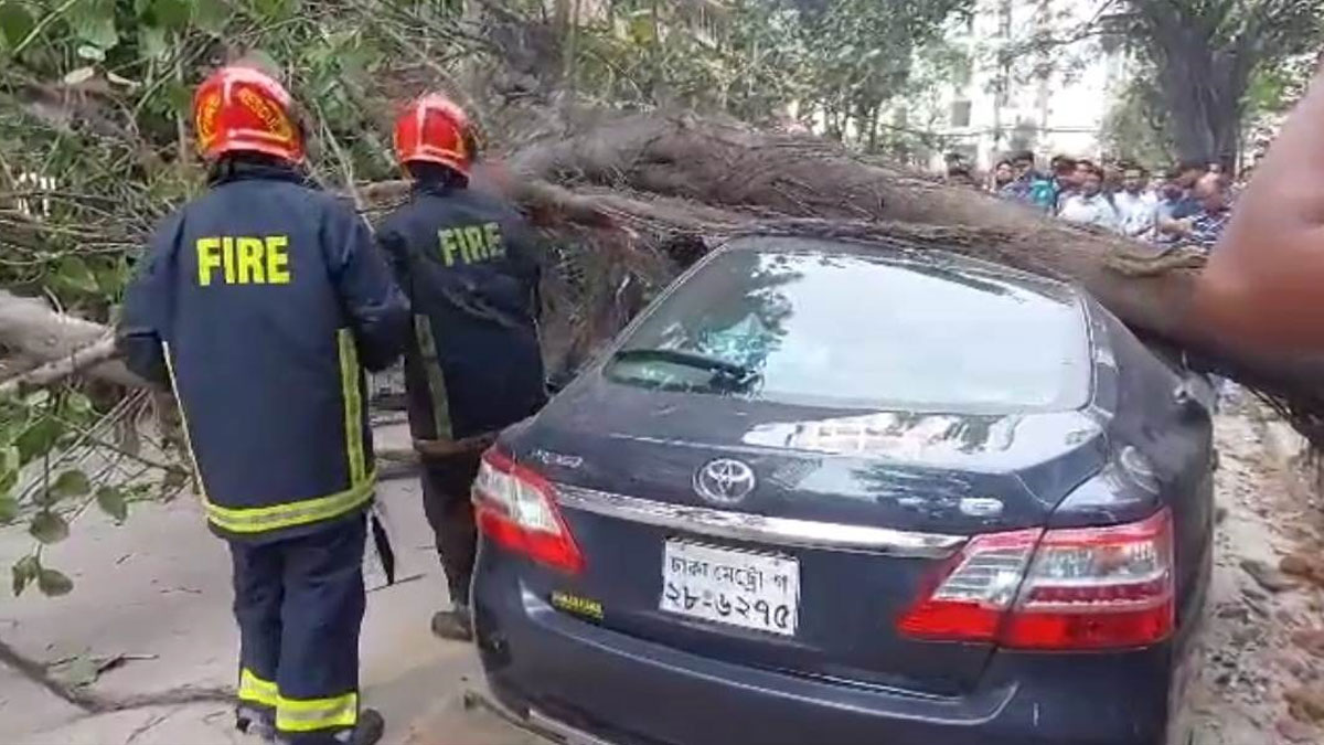 মহাখালীতে প্রাইভেটকারের ওপর ভেঙে পড়ল গাছ