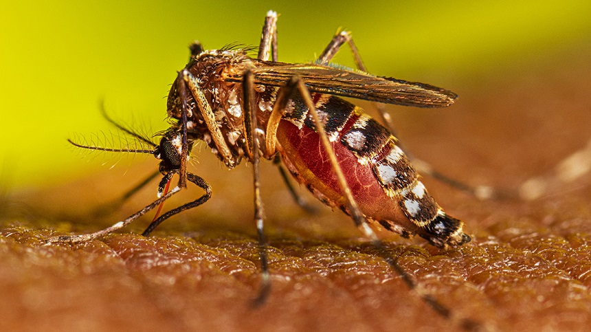 ডেঙ্গু জ্বরে আক্রান্ত হয়ে হাসপাতালে ১৬ জন