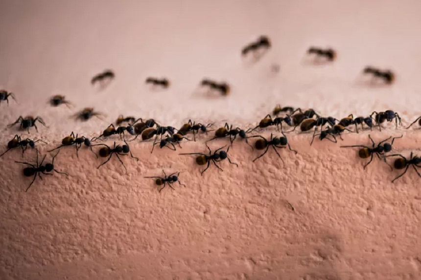 জেনে নিন বর্ষায় পিঁপড়া দূর করার উপায়গুলো