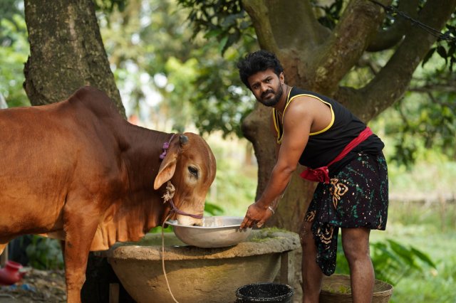 ‘মাস্তান’ নাটকের নাম ভূমিকায়  গরু!