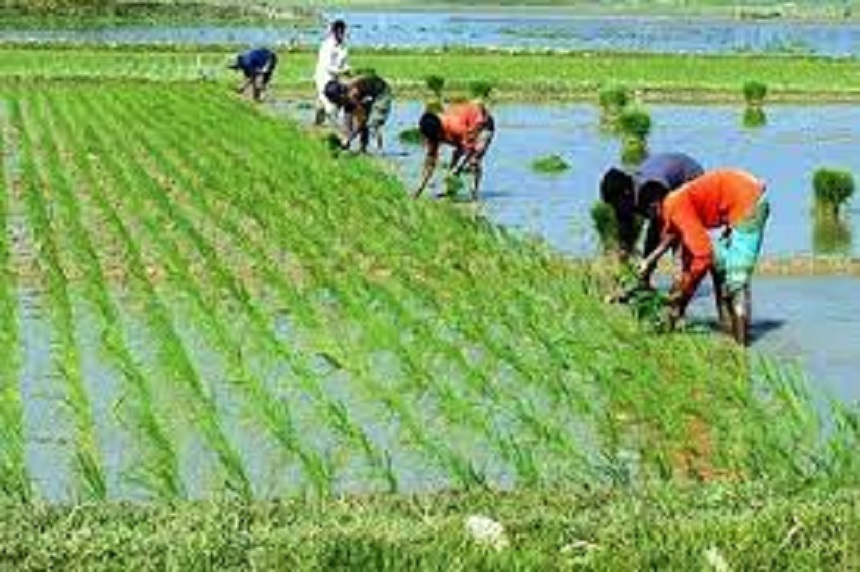 বোরো আবাদ: লক্ষ্যমাত্রা ছাড়িয়ে যাওয়ার সম্ভাবনা