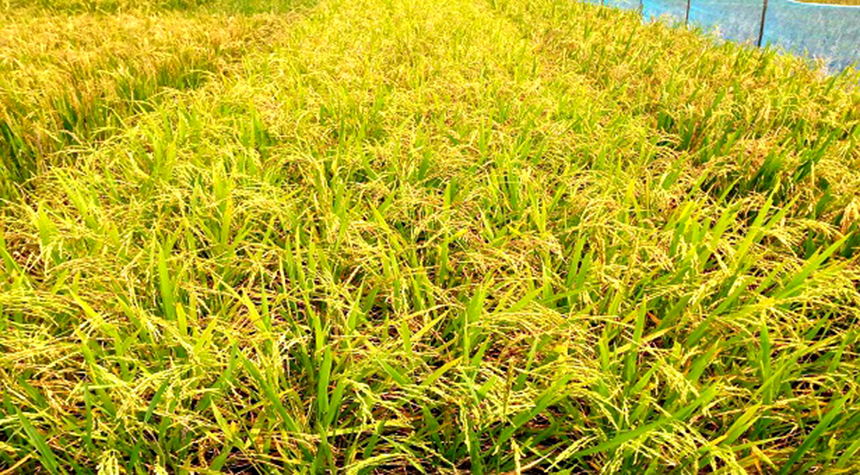 শঙ্কা কাটিয়ে দেশে এবার আমনের আশানুরূপ ফলন