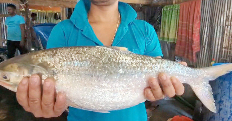 এক ইলিশ বিক্রি হলো ৭ হাজার টাকায়