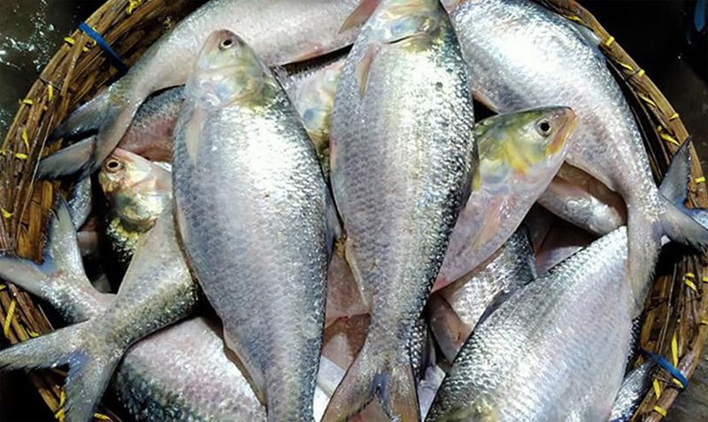 বেনাপোল দিয়ে ভারত গেলো আরও ৯৯ টন ইলিশ