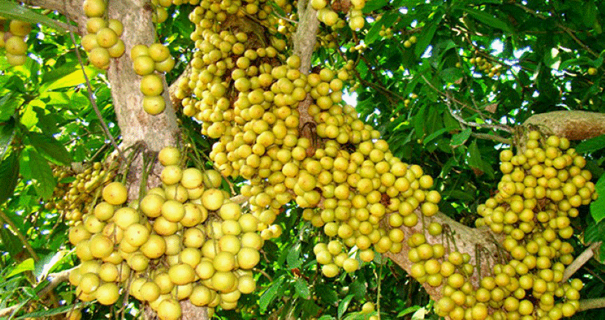 কেন খাবেন লটকন?