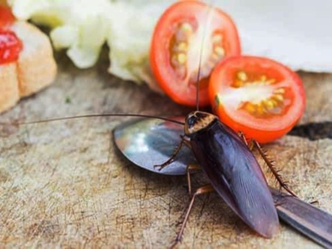যেভাবে বাসাবাড়ি থেকে আরশোলা দূর করবেন