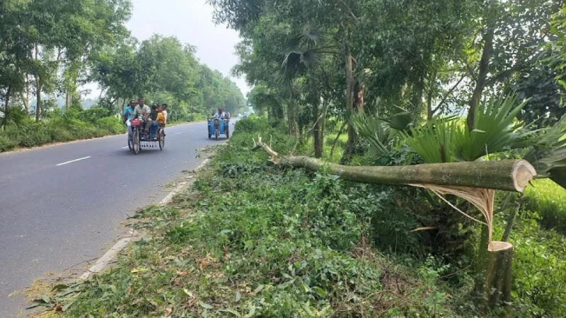 মেহেরপুরে আঞ্চলিক সড়কে আবারও গাছ ফেলে গণডাকাতি