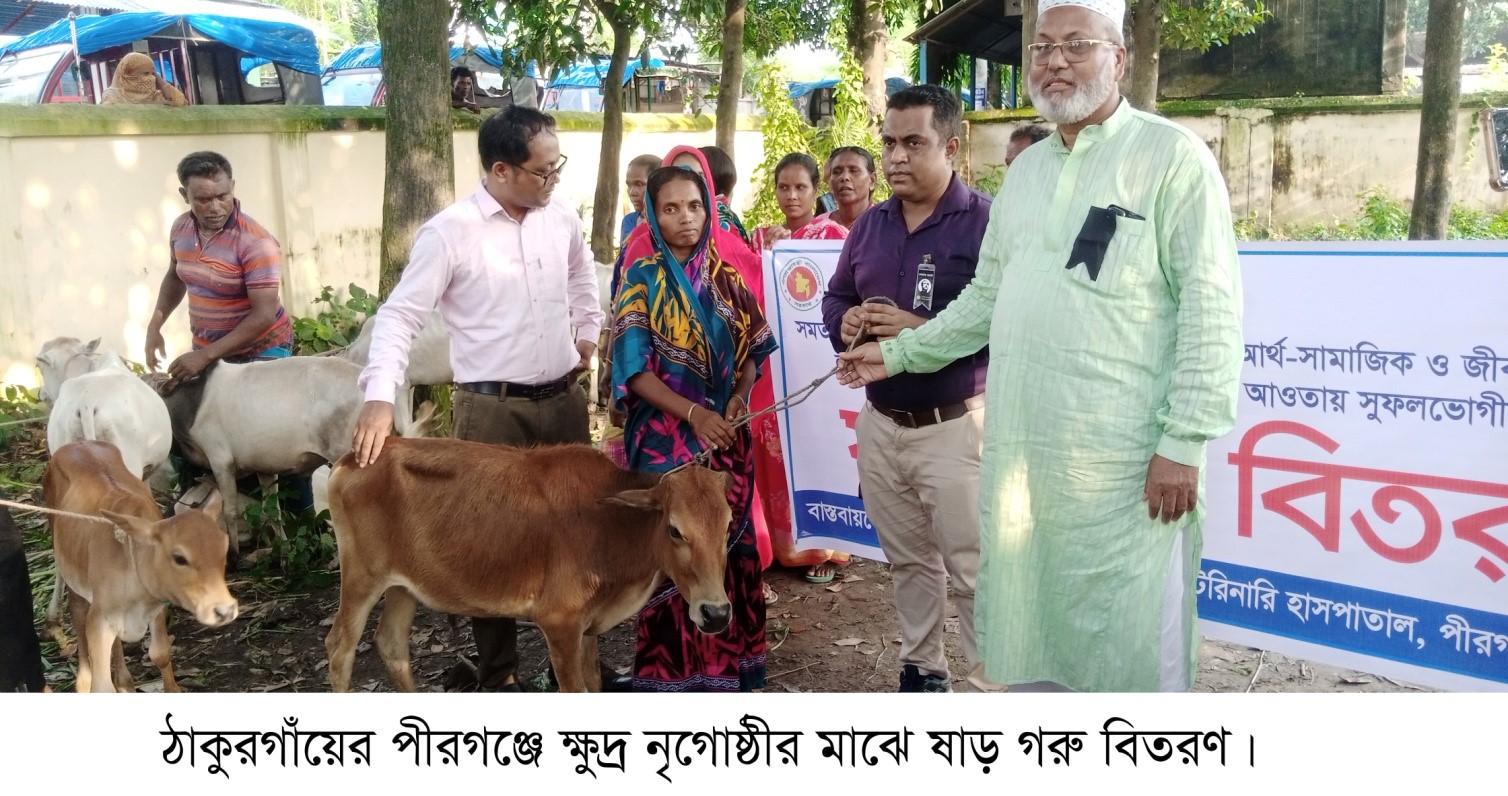 পীরগঞ্জে ক্ষুদ্র নৃগোষ্ঠীর মাঝে ষাড় গরু বিতরণ