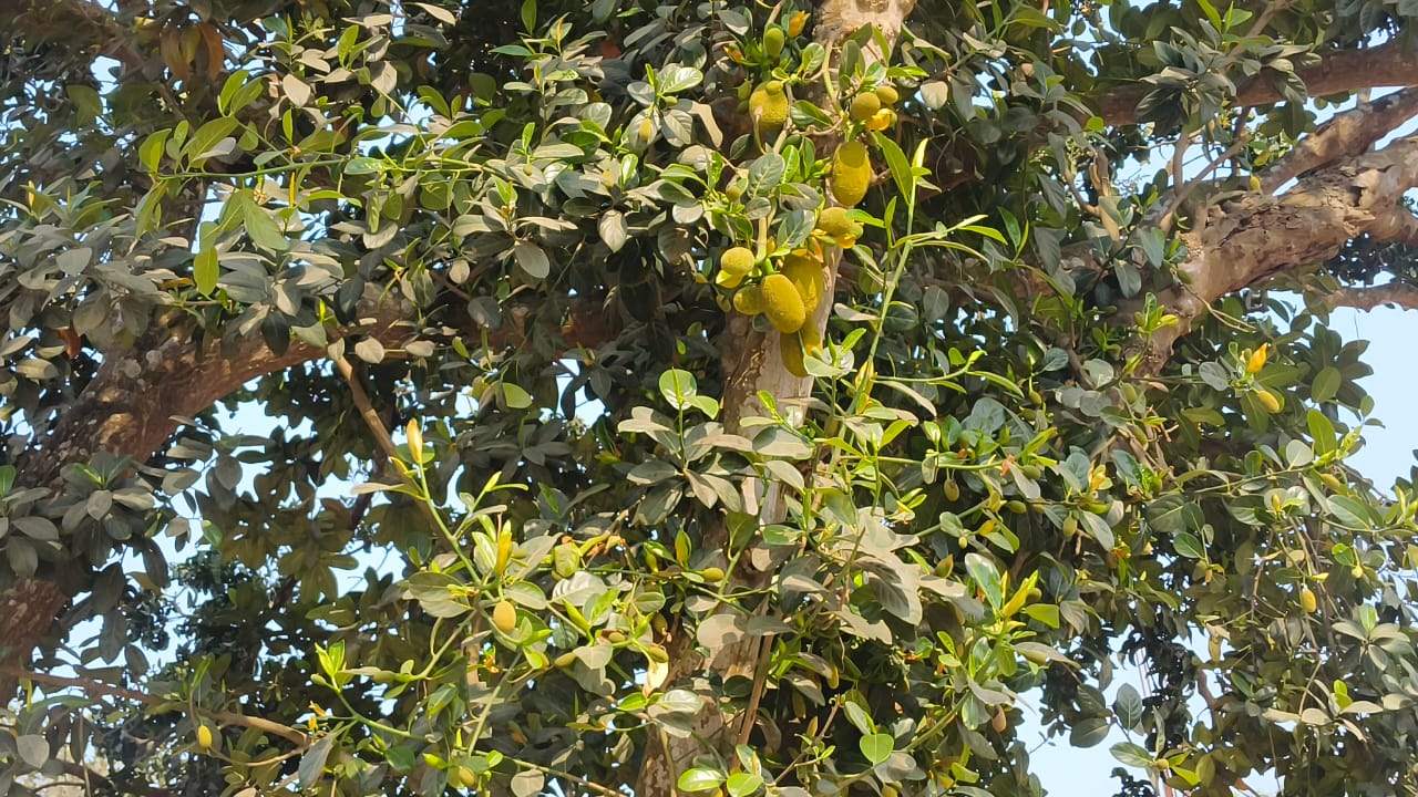 শ্রীপুরে গাছজুড়ে শোভা পাচ্ছে কাঁঠালের মুচি