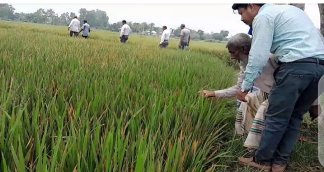 পীরগঞ্জে ইট ভাটার ধোয়ায় ক্ষতিগ্রস্ত ৬০ একর জমির ধান