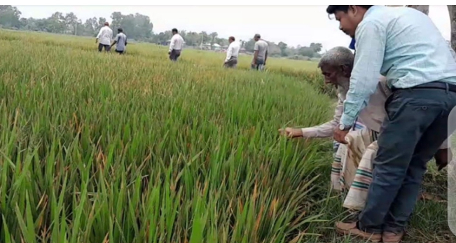 পীরগঞ্জে ইট ভাটার ধোয়ায় ক্ষতিগ্রস্ত ৬০ একর জমির ধান