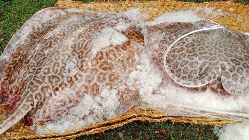 কলাপাড়ায় ৫০০ মণ শাপলা পাতা মাছ জব্দ