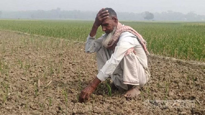 ভেজাল বীজে রাজবাড়ীর হাজারো পেঁয়াজ চাষির মাথায় হাত